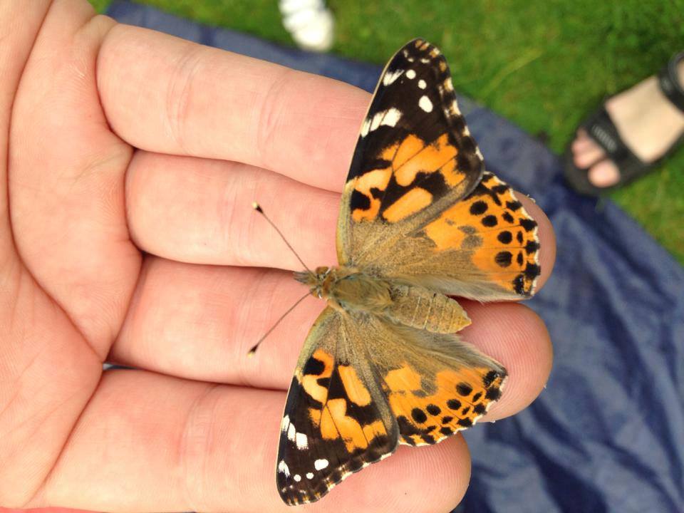 Butterfly magic with Creatures and Critters